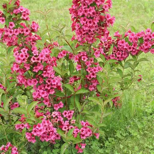 Pianta weigela: il luogo perfetto per fiori rigogliosi