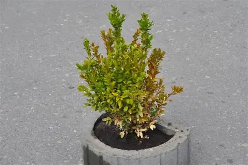 boxwood-orange leaves