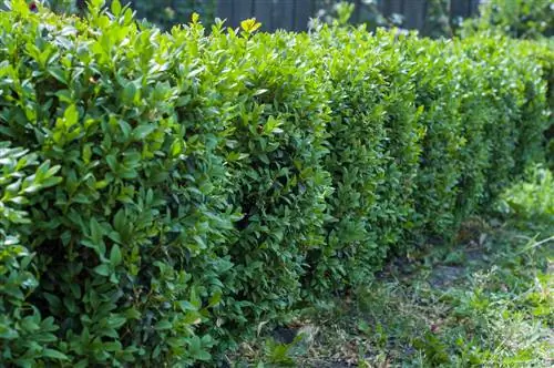 boxwood plant spacing