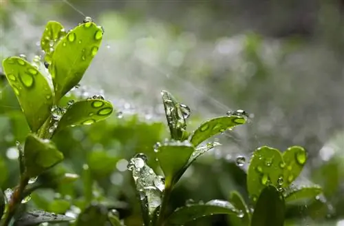 tagliare il bosso quando piove