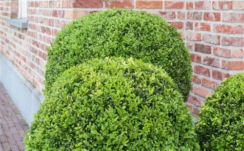 Buxus snijsjabloon