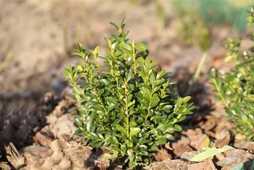 Merawat kayu boxwood: mulsa kulit kayu untuk pertumbuhan optimal