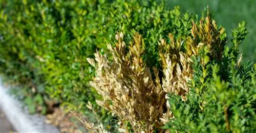 Boxwood affected by fungus? Here's how to combat the problem