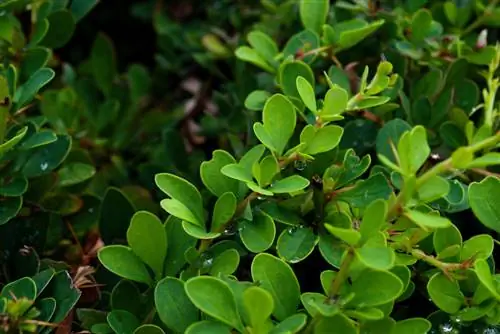 Boxwood species: growth forms, foliage colors & care requirements