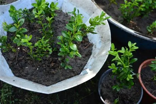 Grow your own boxwood