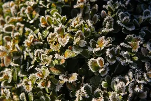 buxus zonnebrand