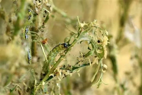 Pag-spray ng boxwood: Paano mabisang protektahan ang iyong mga halaman