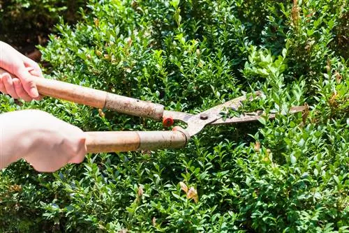 Kurangi banyak kayu boxwood