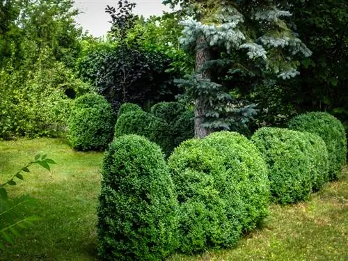 buxus profiel