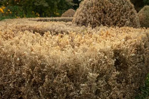 Dry boxwood: causes and solutions for brown leaves