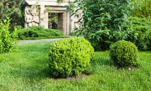 kupandikiza boxwood