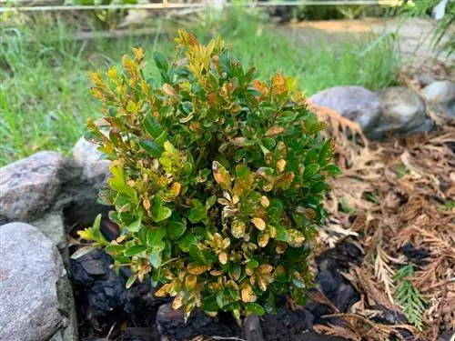 boxwood risasi dieback