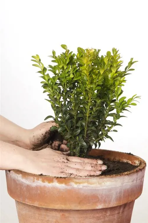 buxus verpotten