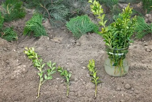 propagate boxwood