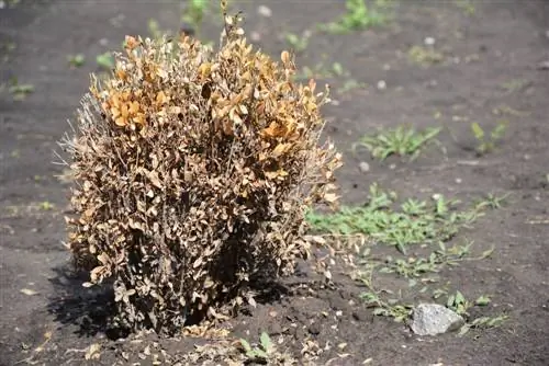 Boxwood loses leaves: causes & solutions