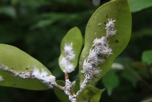 flocons blancs de buis