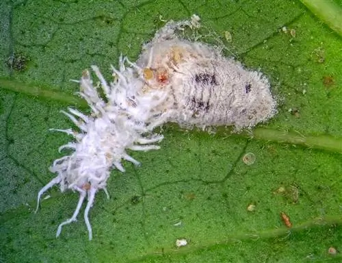 Жашылчадагы Mealybugs: таанып, ийгиликтүү күрөшүңүз