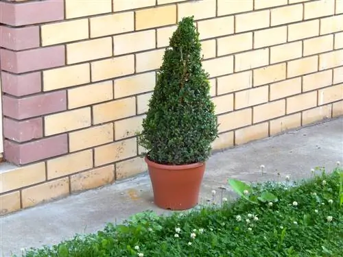 Boxwood not growing? Causes and solutions