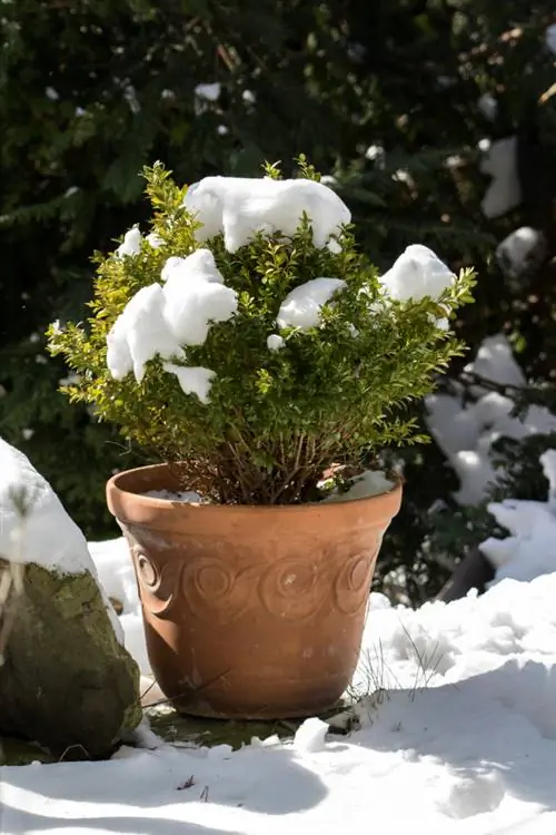 Buxus overwinteringsbalkon