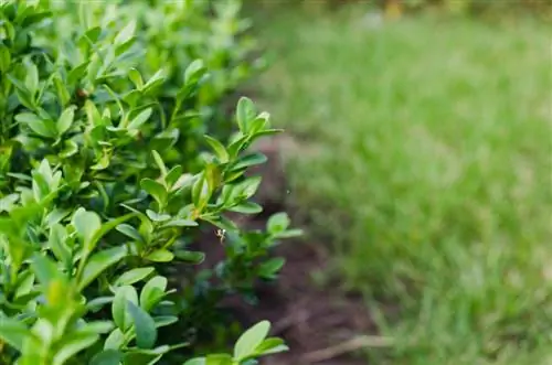 buxus haagplanten