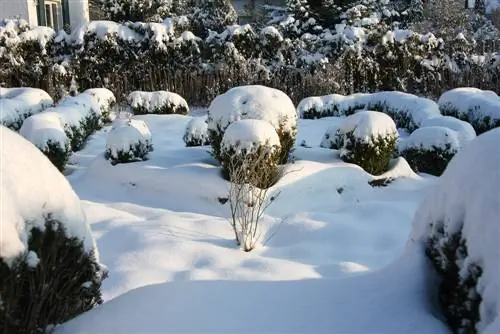 زمستان گذرانی شمشاد