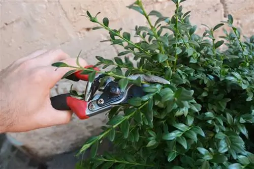 Recognize and combat boxwood flea: Effective methods