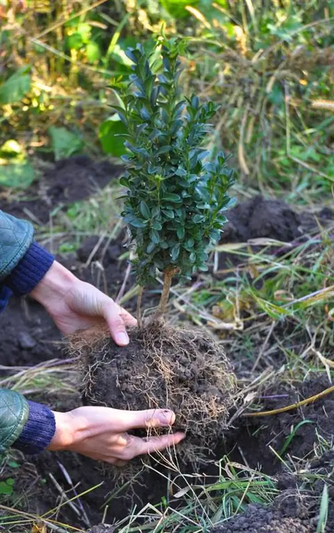 når du skal plante buksbom