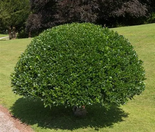 Afscheid van de buxus: vervangende planten voor de tuin en haag