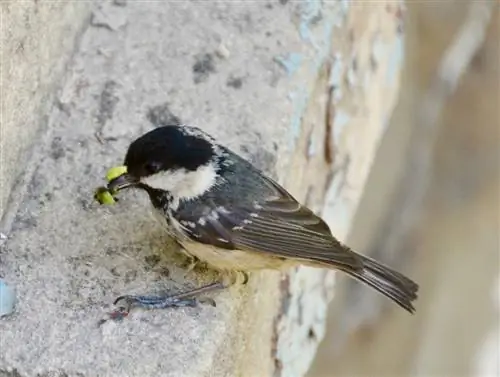 Natuurlike vyande van die bukshoutboorder: Wie help in die stryd?