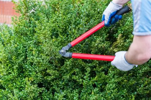 kapan harus memangkas kayu boxwood