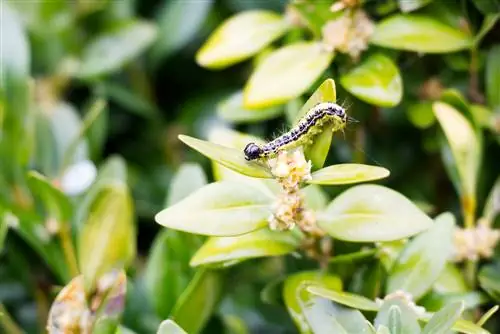 Buxus-moordenaar-vechttijd