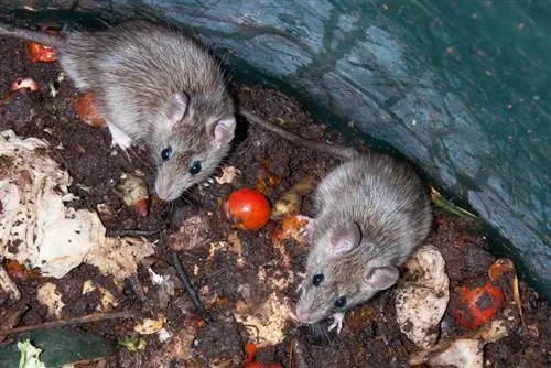 muizen-in-de-compost