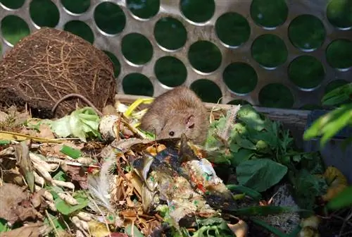 verwijder ratten uit de compost