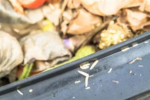 Discovered maggots in the compost? Here's how to fight them effectively