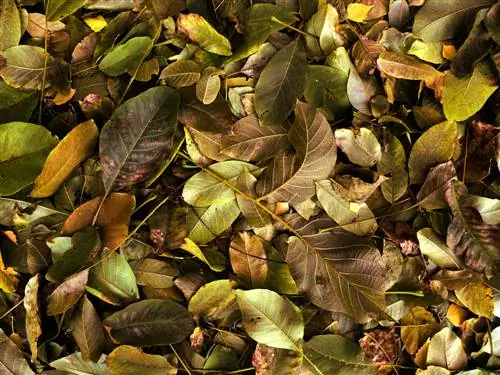 walnut leaves compost