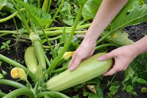 Courgette op compost planten: de voor- en nadelen in één oogopslag