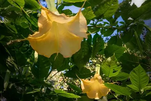 Angel trumpet-poisonous