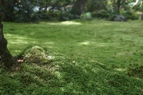 Lime nitrogen against moss in the lawn