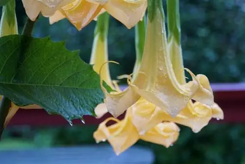 Trombeta de anjo: dicas de cuidados para flores magníficas