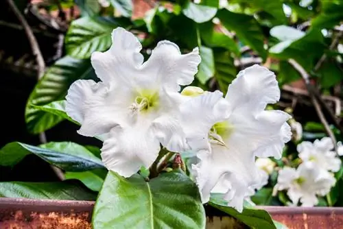 Angel trumpet bloom time: When will its splendor be visible?