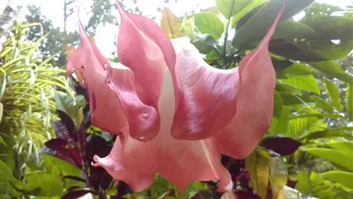 Un miracolo della natura: il fiore della tromba dell'angelo