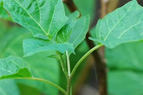 angel trumpet offshoot