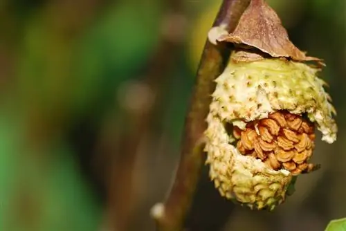 ¿Cómo puedo cultivar con éxito una trompeta de ángel a partir de semillas?