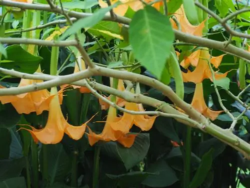 angel trumpet-duengen