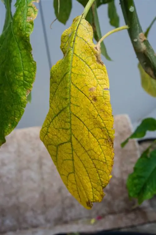 angel trumpet-yellow-leaves