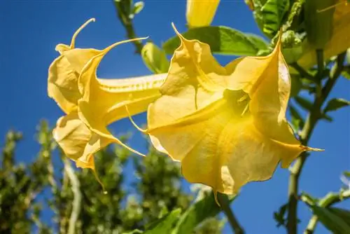 angel trumpet location