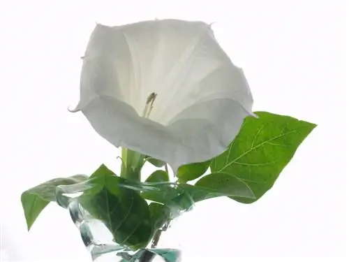 Angel Trumpet Cuttings in Water: Instructions & Tips