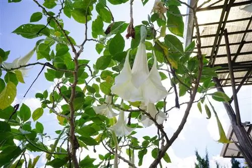 Angel trumpet-thaum-to-put-out