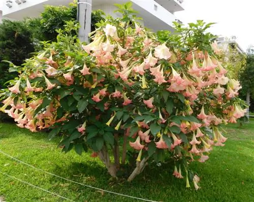 Hardy angel trumpets: mito o katotohanan?