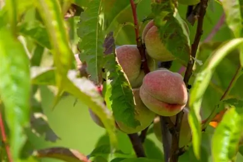 Pagputol ng columnar peach: Kailan at paano para sa pinakamainam na ani?